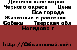 Девочки кане корсо. Черного окраса.  › Цена ­ 65 000 - Все города Животные и растения » Собаки   . Тверская обл.,Нелидово г.